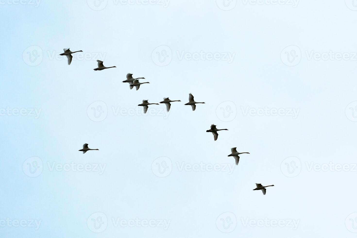 Flock of birds, swans flying in blue sky in V-formation photo