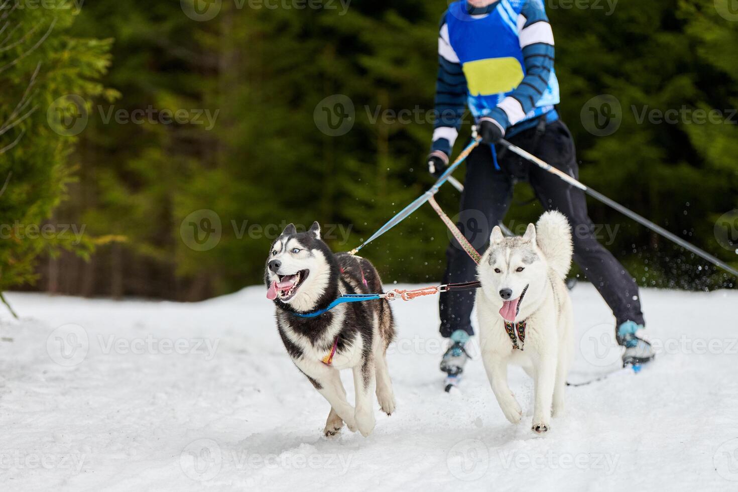 Skijoring dog sport racing photo