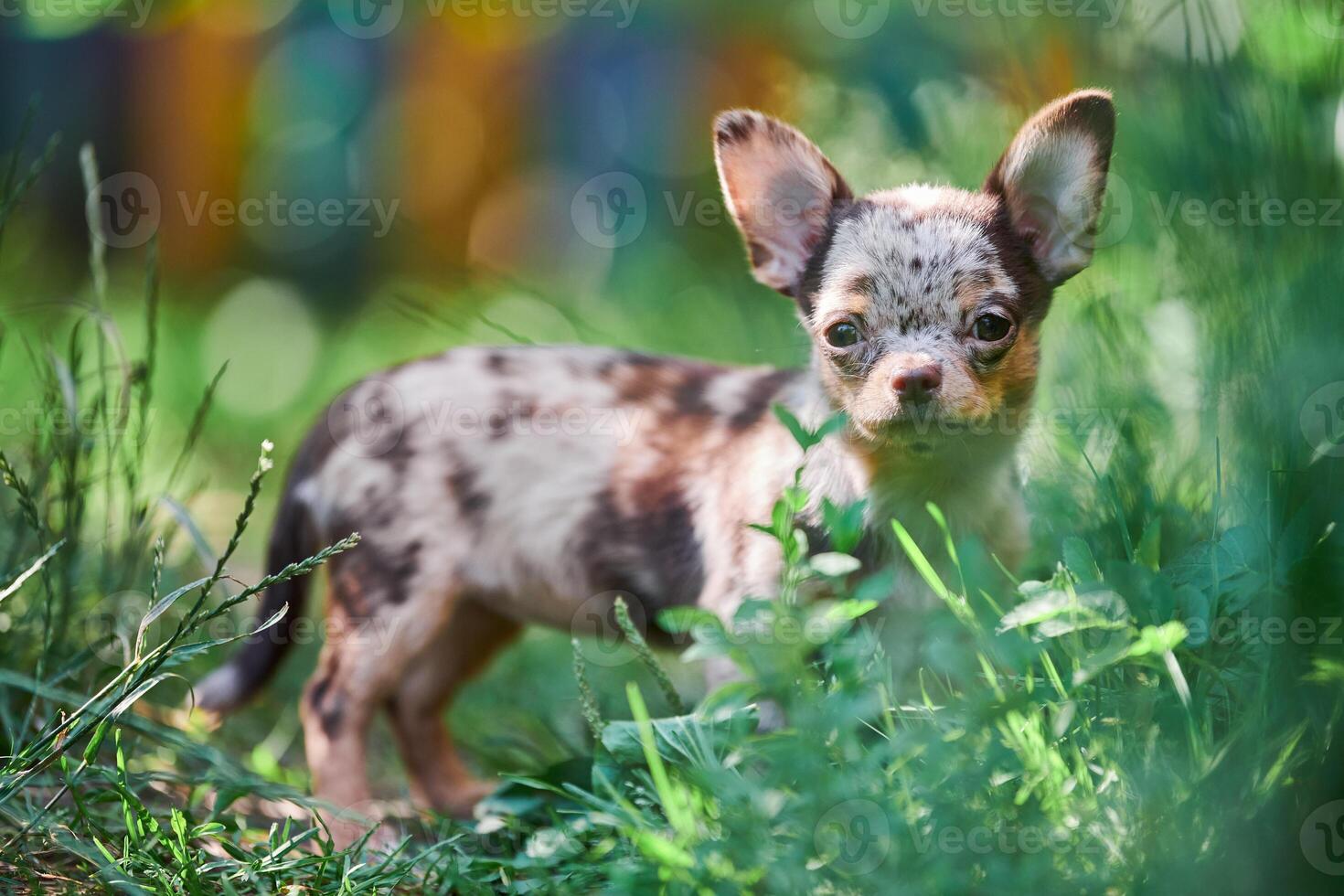 Chihuahua puppy, little dog in garden photo