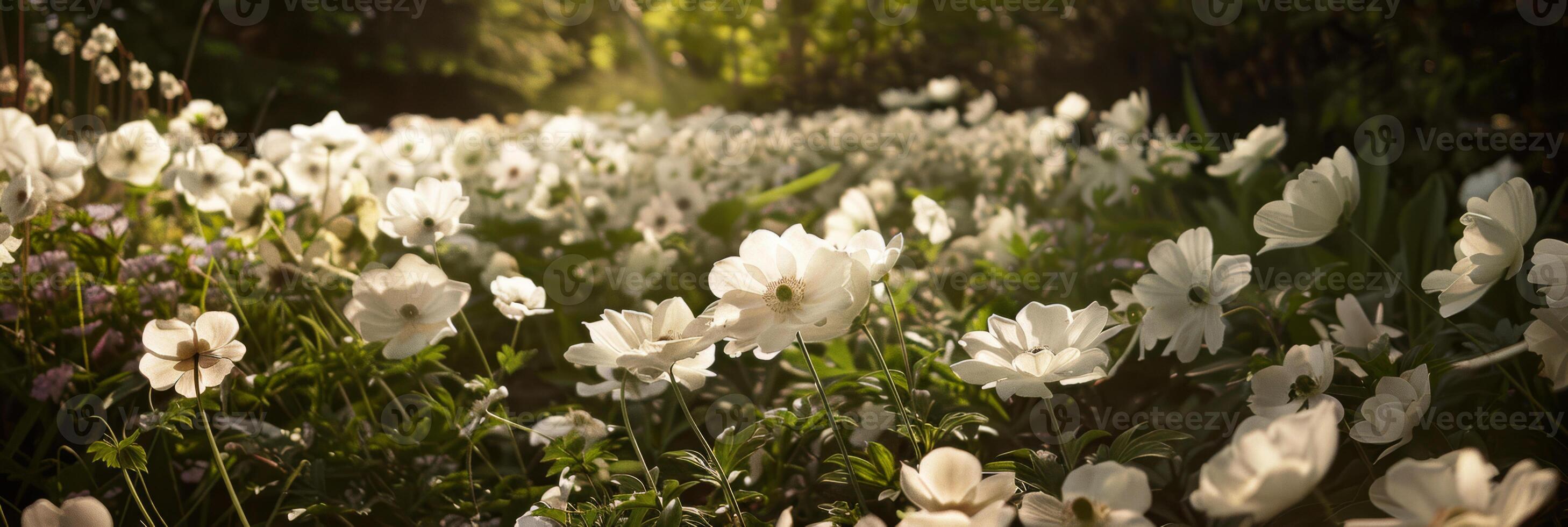Sun-Kissed White Anemones Blooming in Lush Garden Panorama photo