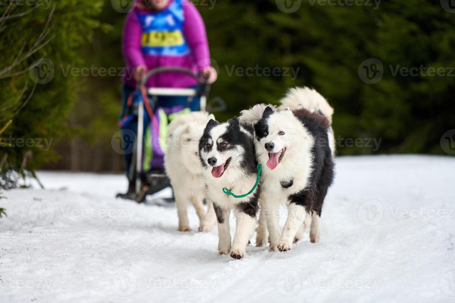 Husky sled dog racing photo