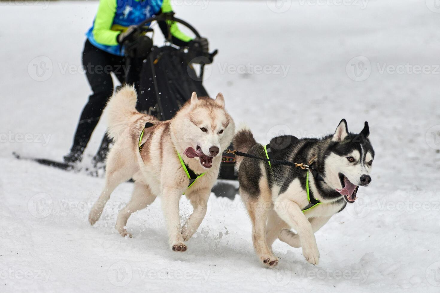 Husky sled dog racing photo