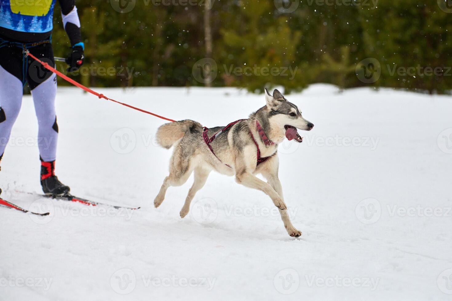 Skijoring dog sport racing photo