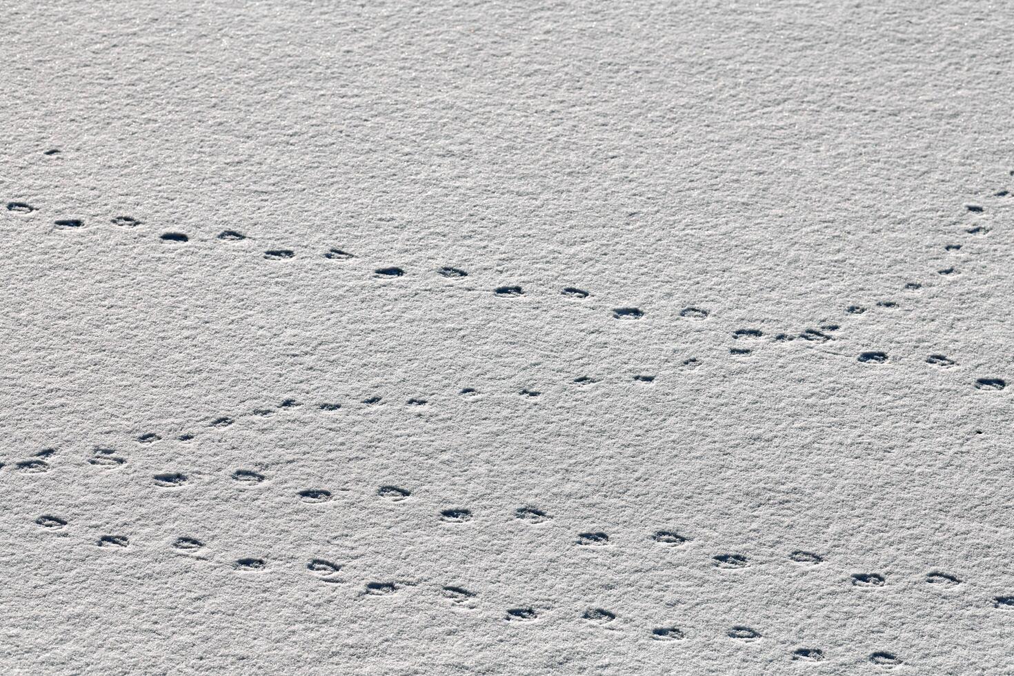 Bird footprints and traces on white snow, close-up photo