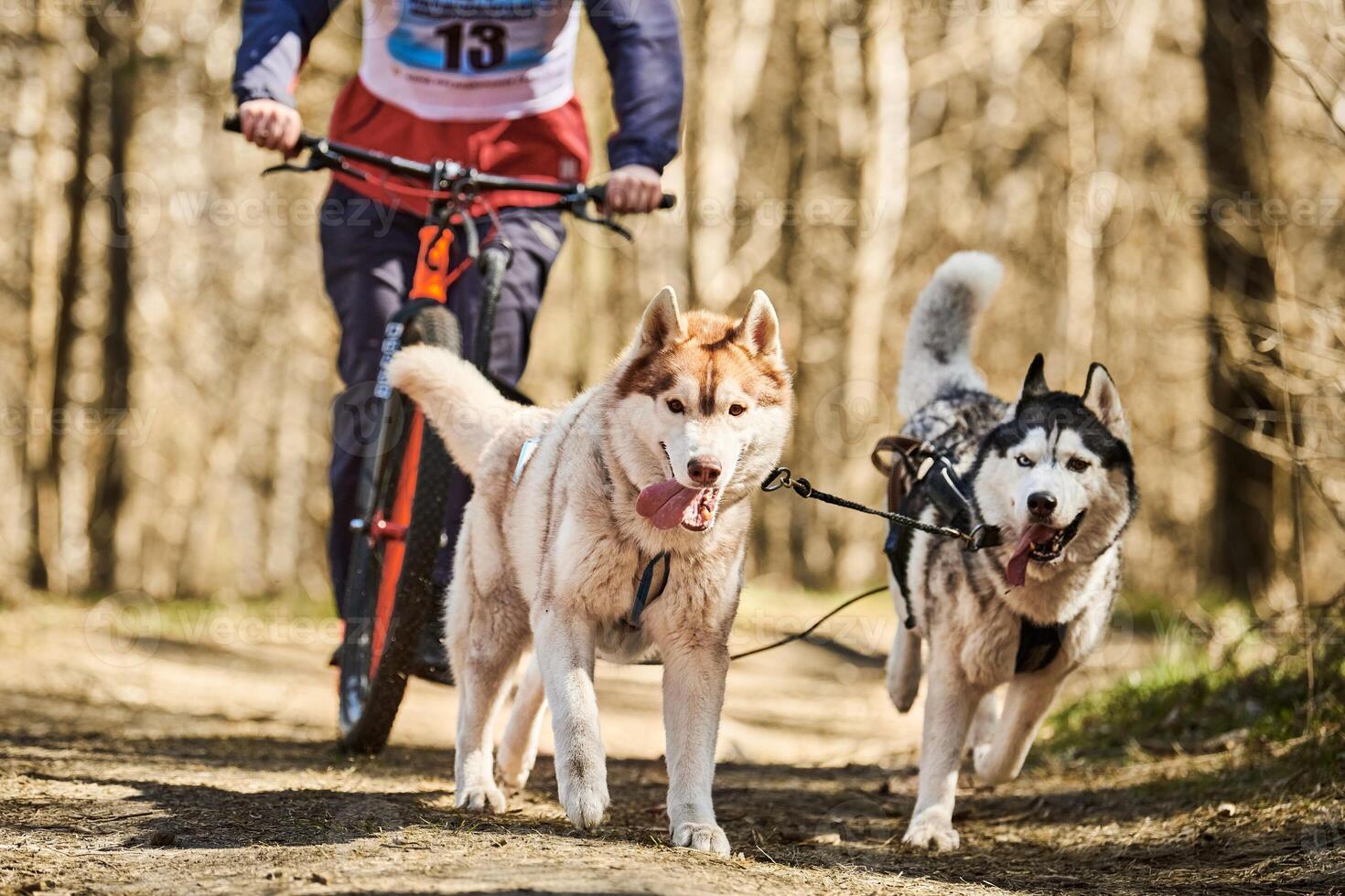 Running Siberian Husky sled dogs in harness pulling scooter on autumn forest dry land scootering photo