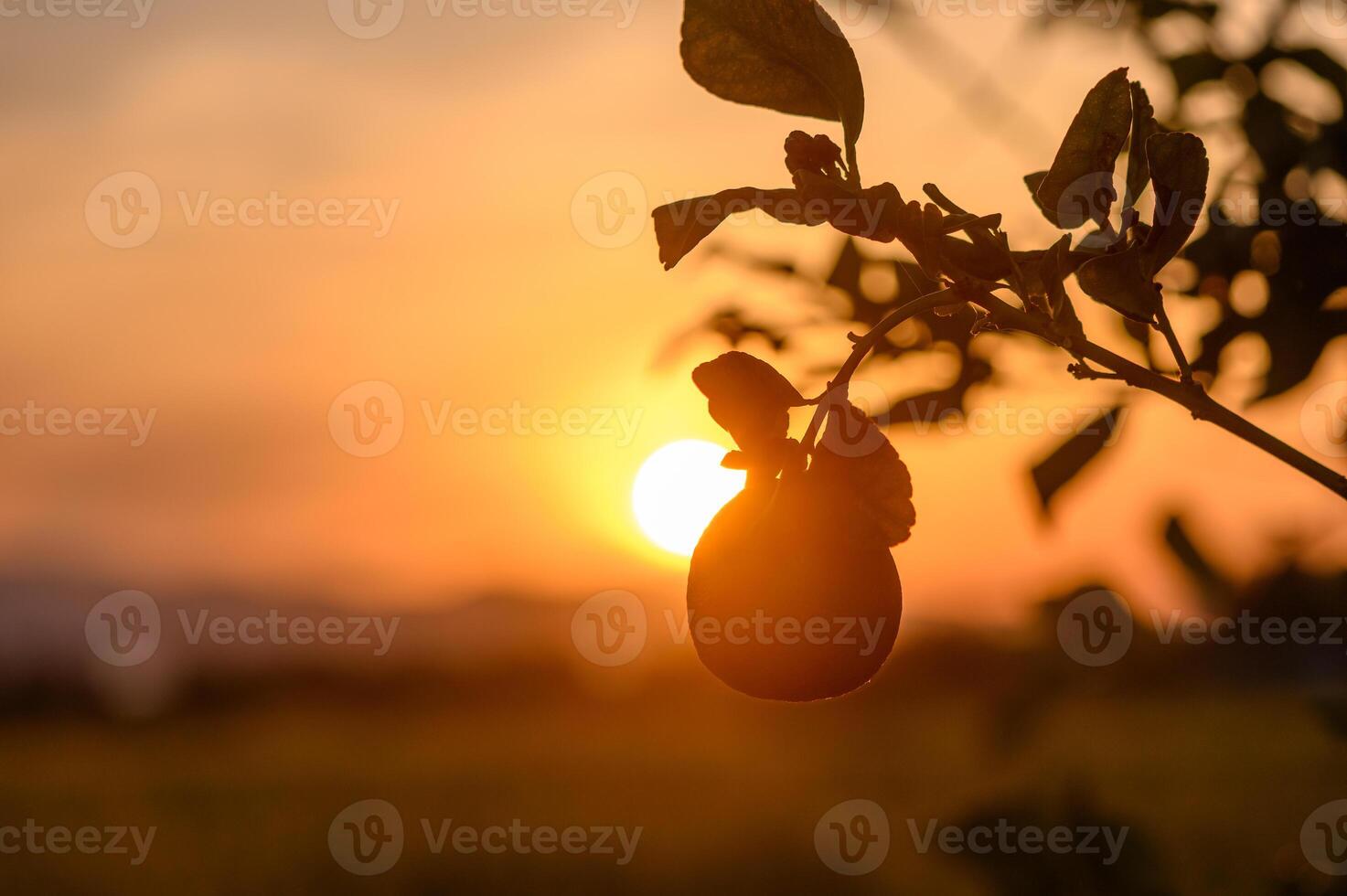 lemon fruit on a branch in the garden against sunset background 1 photo