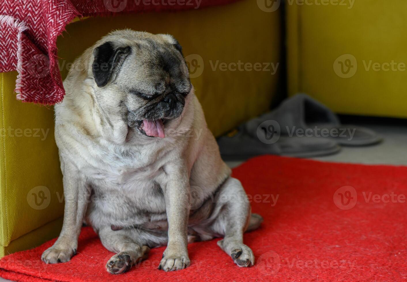 Senior pug sitting on the floor at home 4 photo