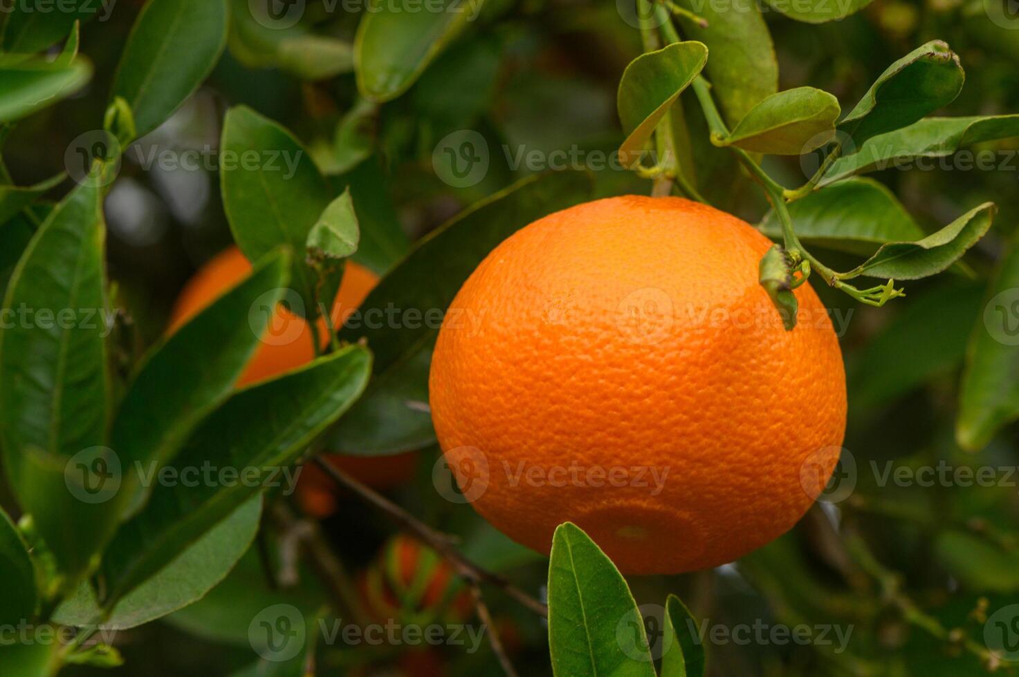 Ripe oranges, tangerines growing on a citrus branch with green leaves in an orchard. Sunny day. 1 photo
