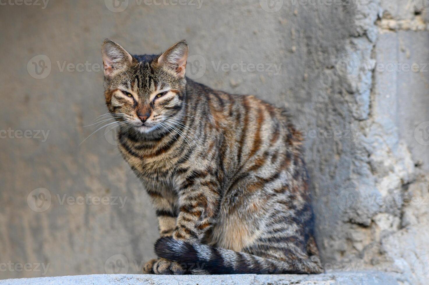 homeless tabby cat on the background of a concrete wall 1 photo