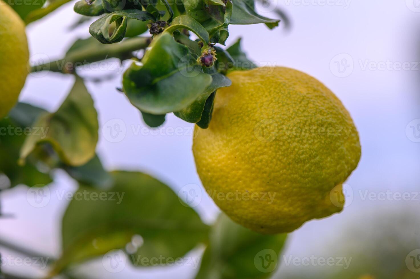 Citrus lemon fruits with leaves isolated, sweet lemon fruits on a branch with working path.3 photo