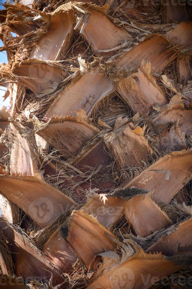 Close up date palm tree trunk texture in a sunny day. photo