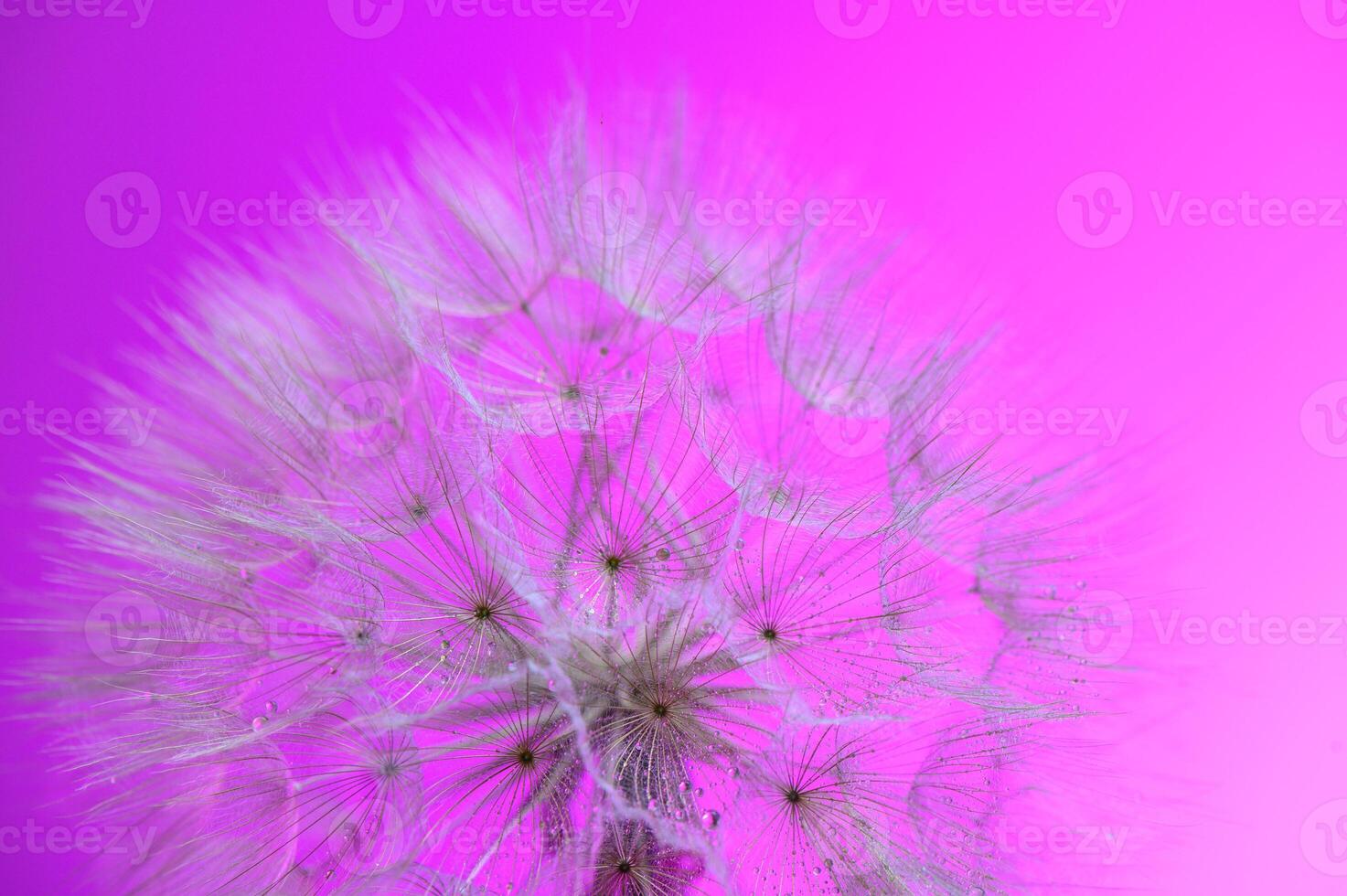 Beautiful soft sunset background. Water drops on parachutes dandelion. Copy space.1 photo