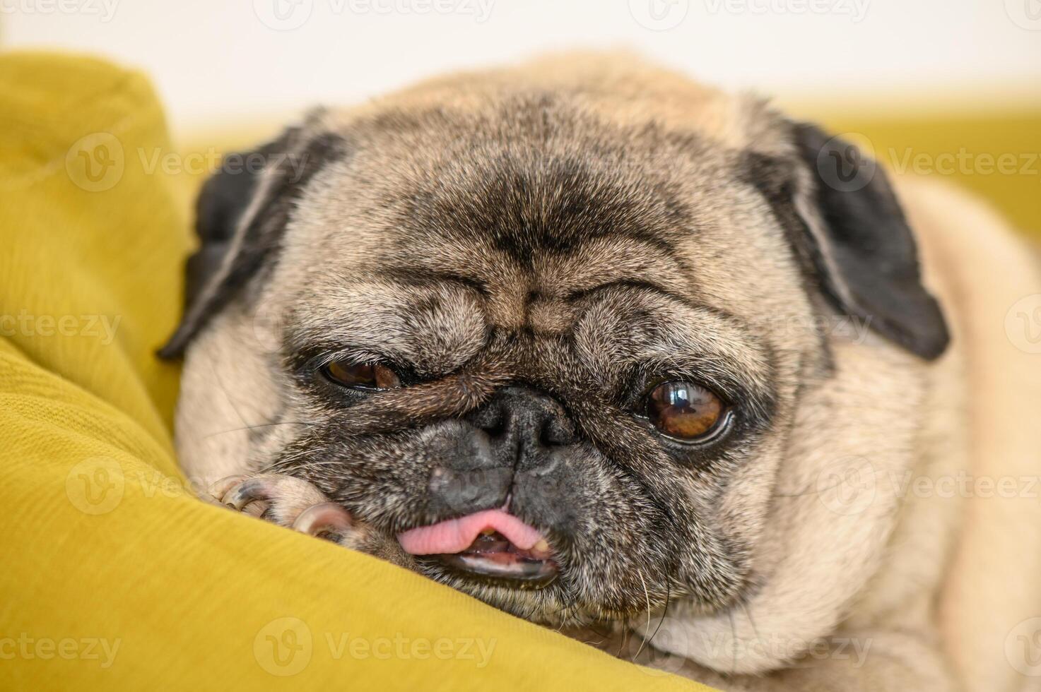 portrait of an old pug sleeping on a yellow sofa photo