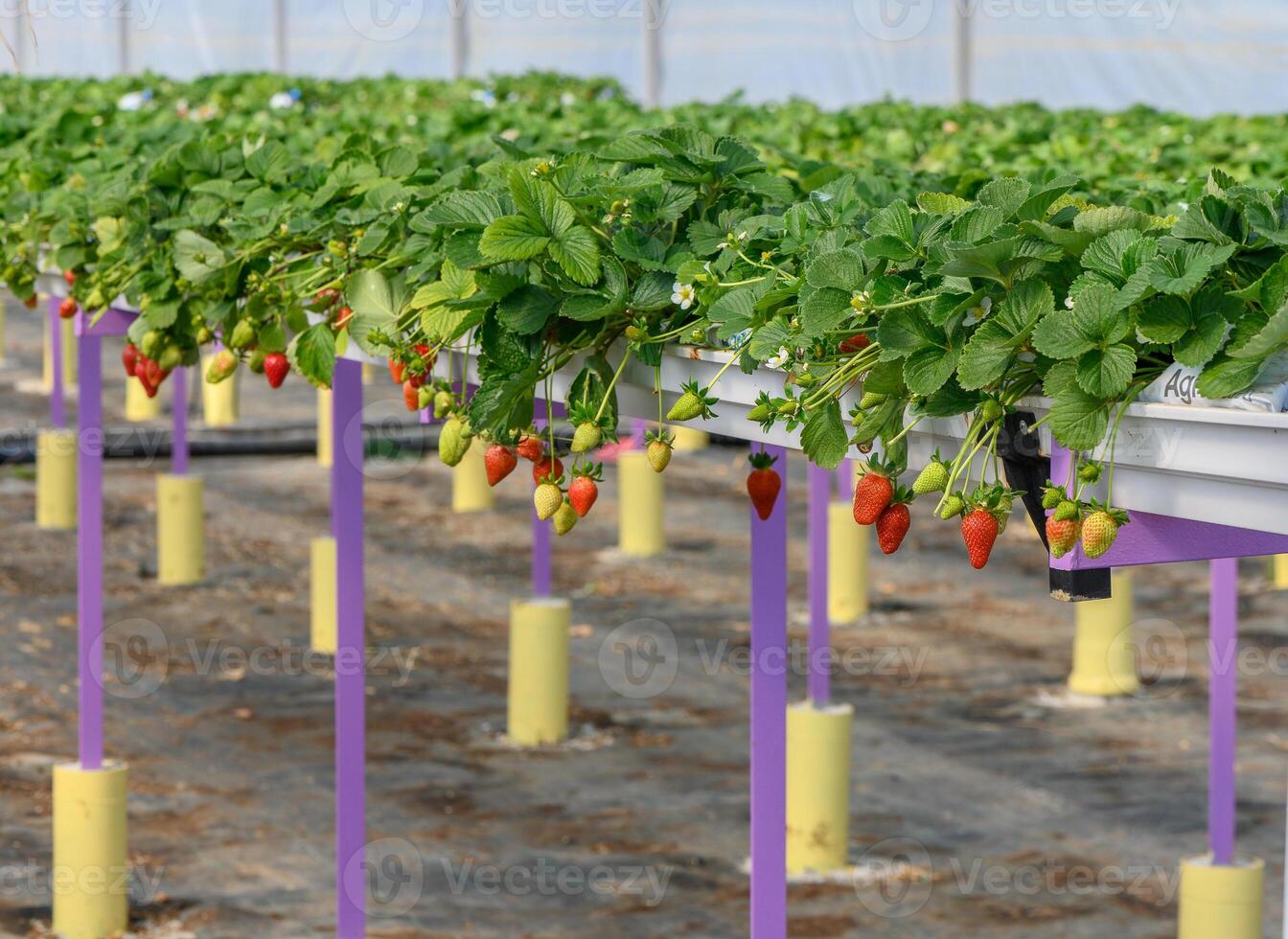 Strawberries ripen in a greenhouse on a farm in Cyprus 9 photo