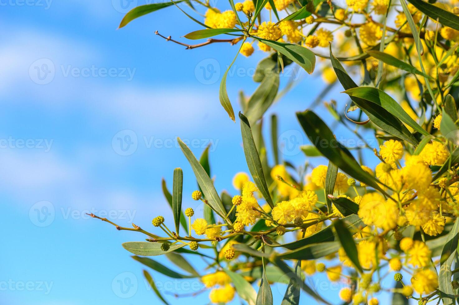 Mimosa flowers on a tree with blue sky.2 photo