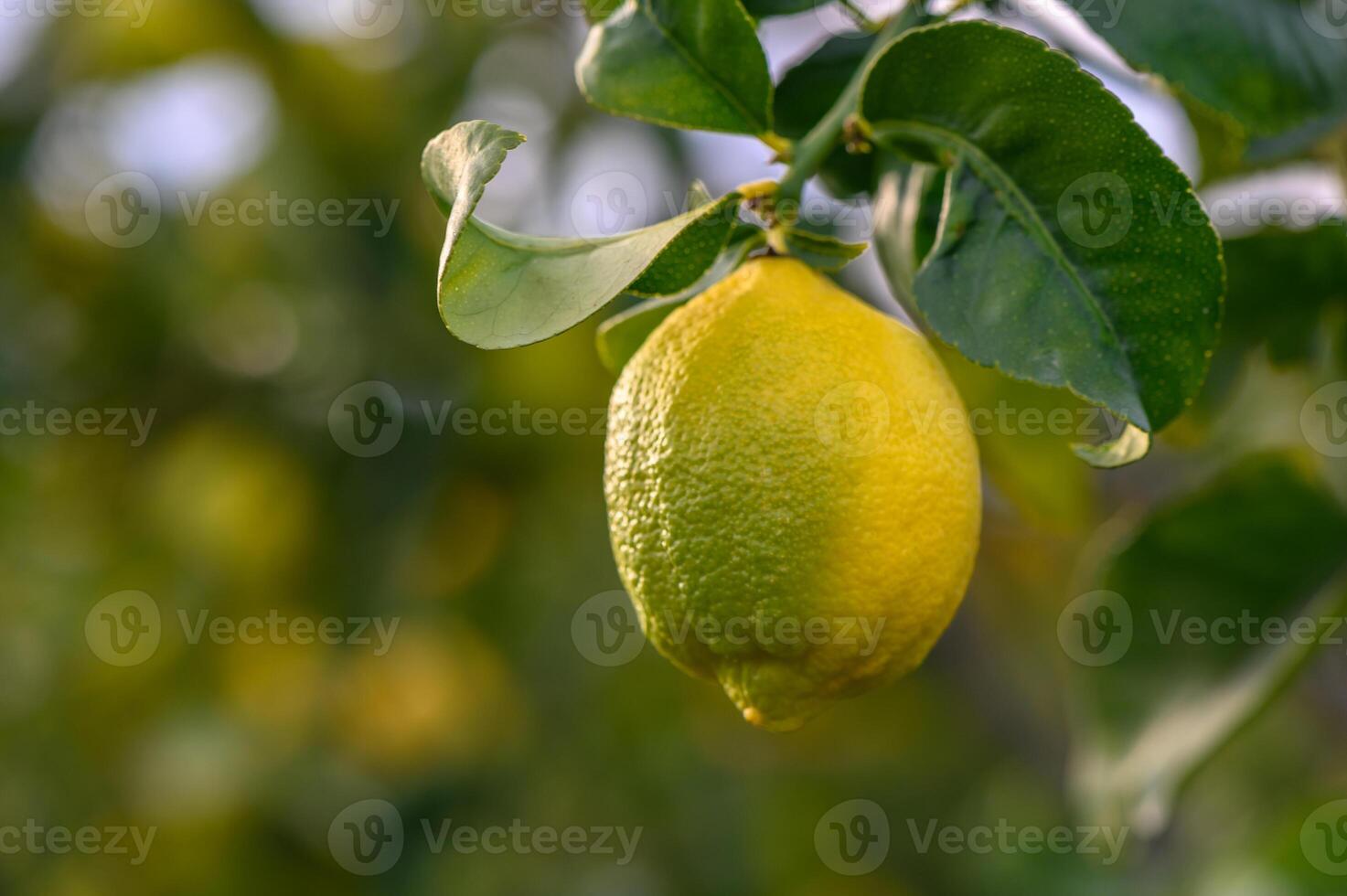 Citrus lemon fruits with leaves isolated, sweet lemon fruits on a branch with working path.6 photo