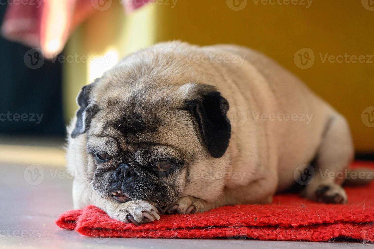 Senior pug resting at home photo