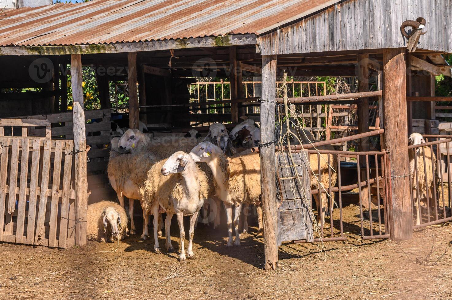 herd of sheep walks freely on a farm on a sunny day, eco farm concept1 photo