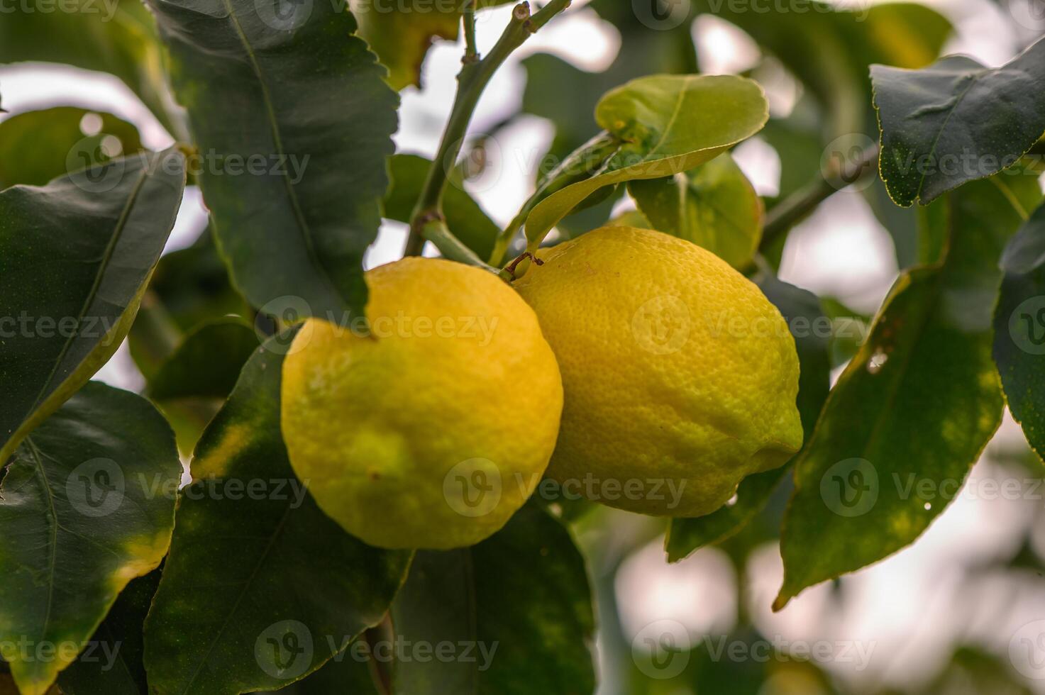 Bunch of Lemon fruit over green natural garden Blur background, Lemon fruit with leaves in blur background.6 photo