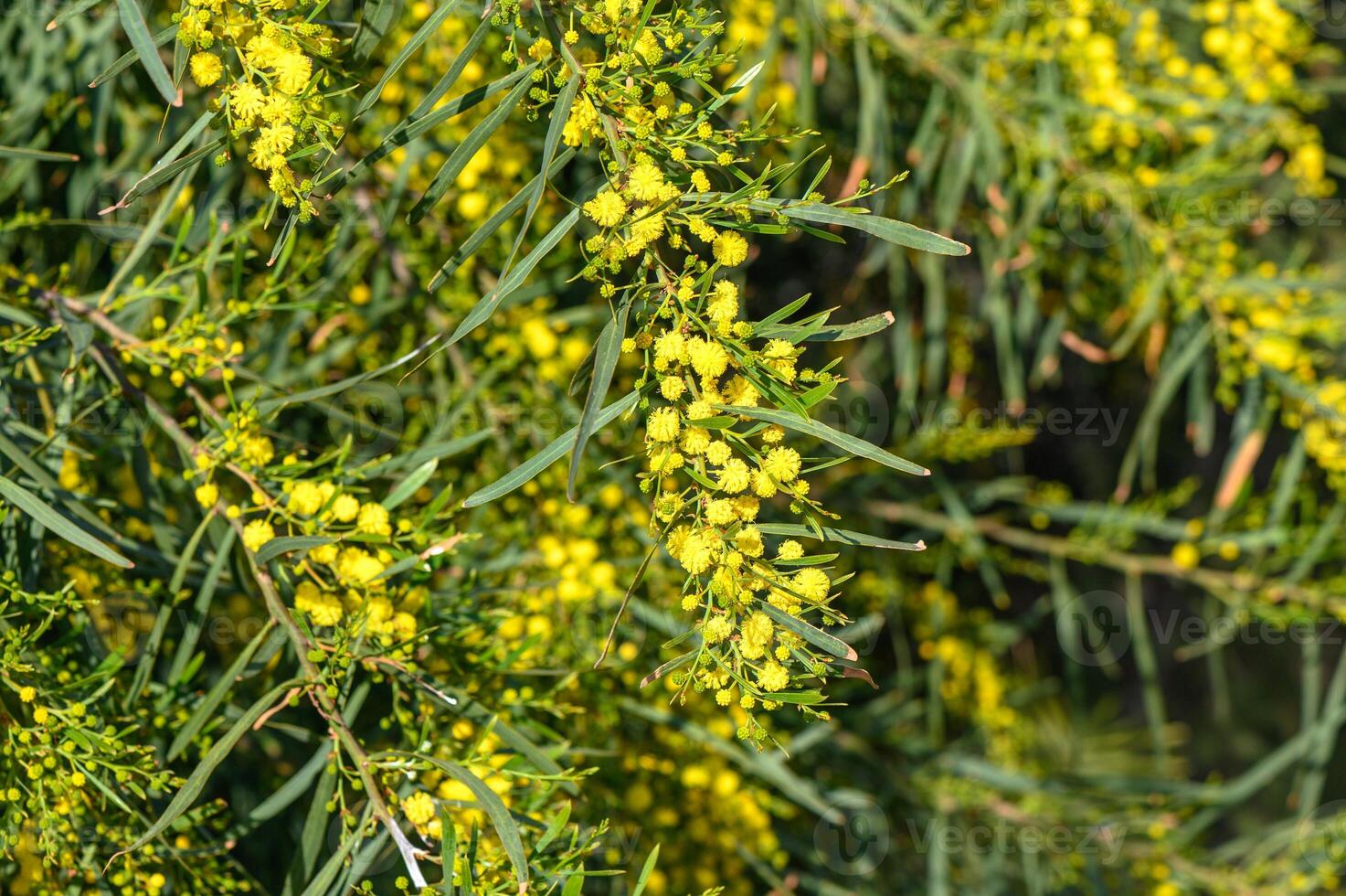 Yellow mimosa flowers. Close up. Spring, Womens day, Easter greeting card. Nature background 4 photo