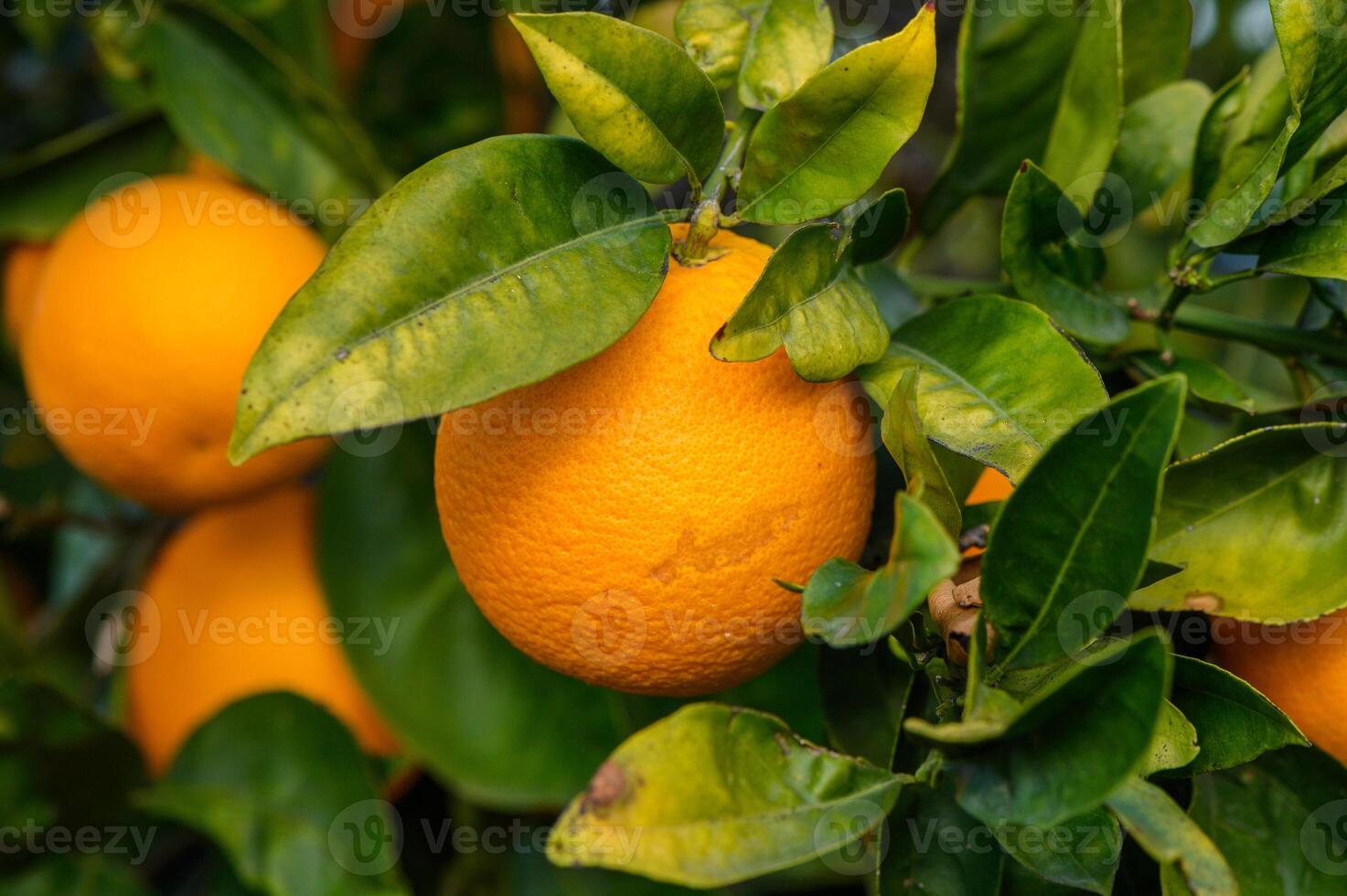 Orange garden with oranges in spring. Trees with fruits. 1 photo