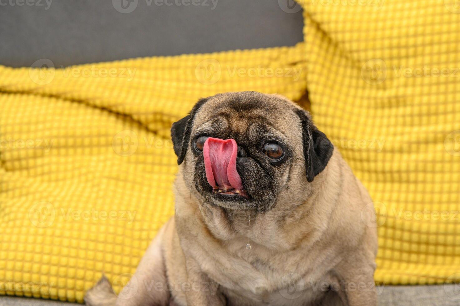 pug washes himself with tongue on the sofa photo