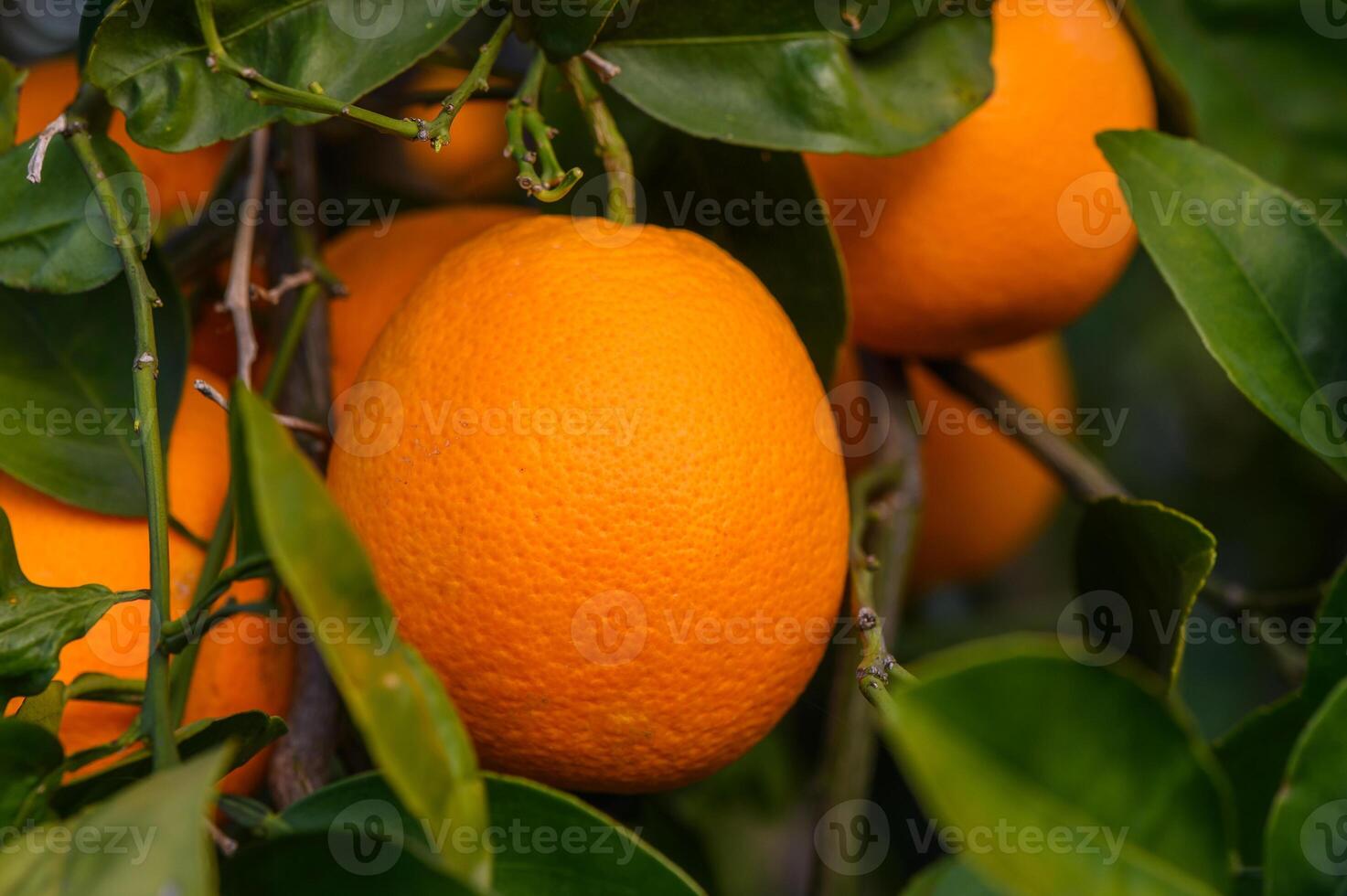 Orange garden with oranges in spring. Trees with fruits. 6 photo