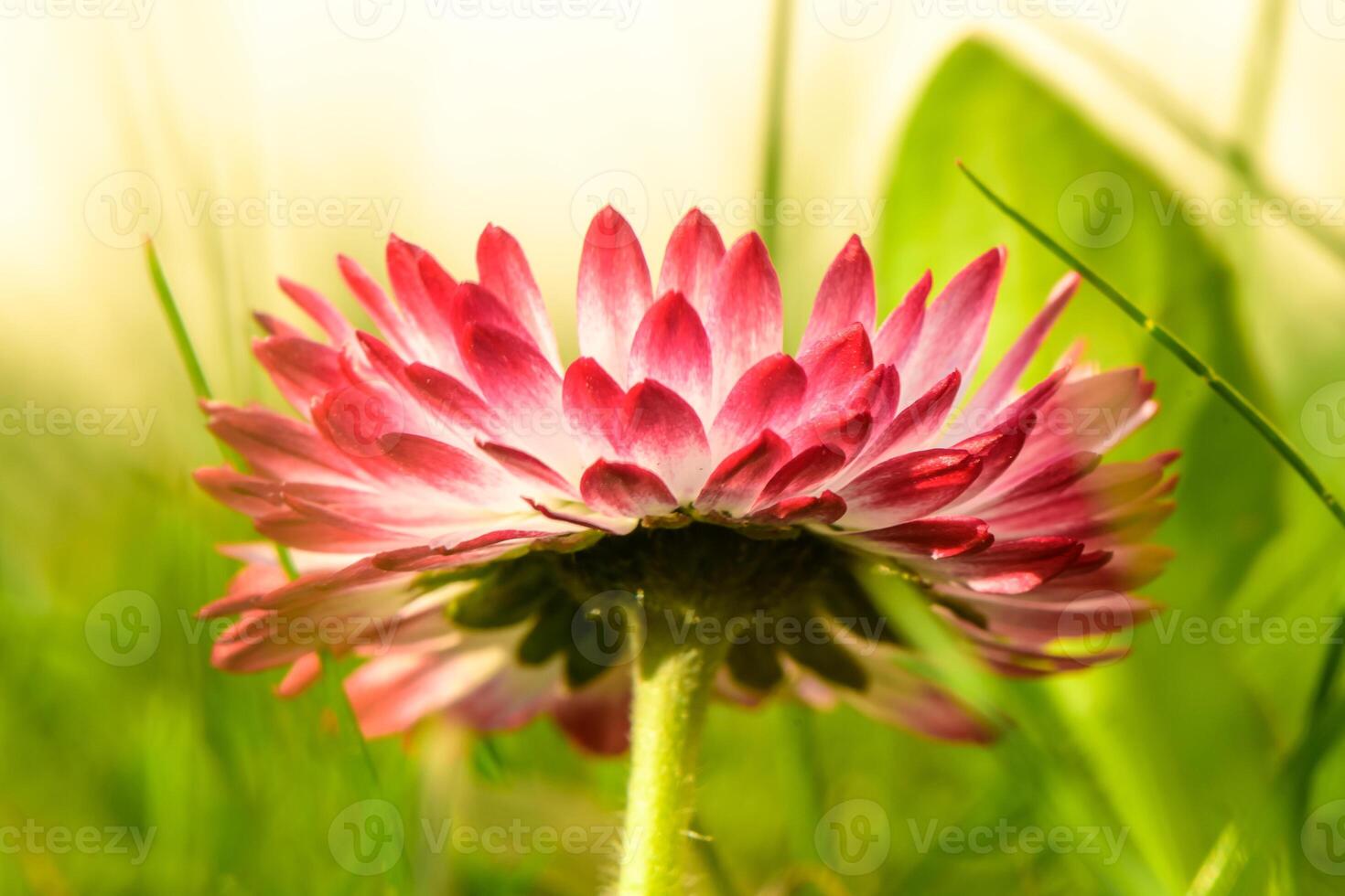 white-pink magarita flower is beautiful and delicate on a blurred grass background 6 photo