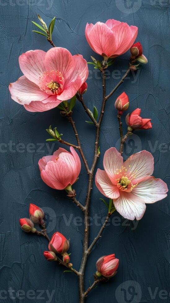 Elegant Blooming Cherry Blossoms on Textured Blue Background photo