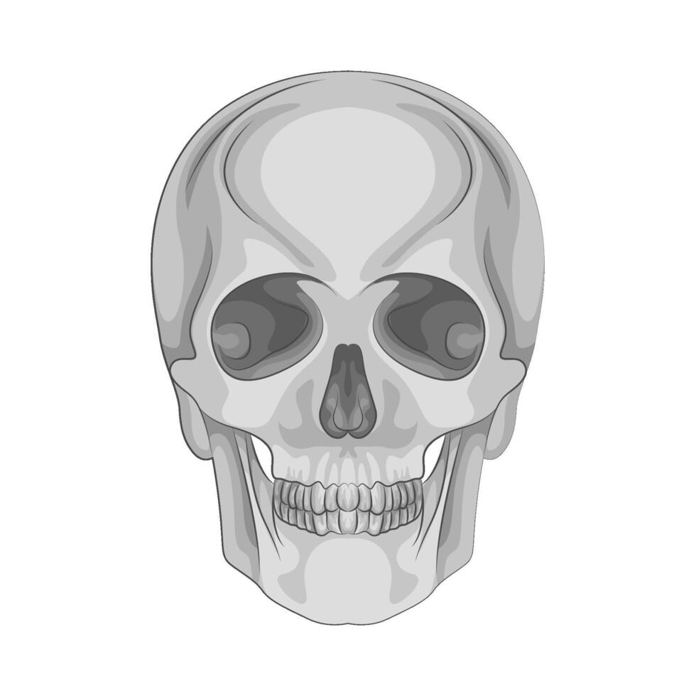 Illustration of skull vector