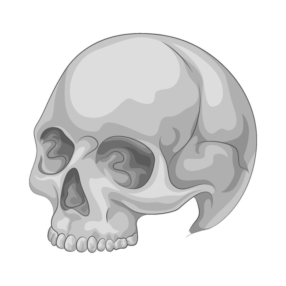 Illustration of skull vector
