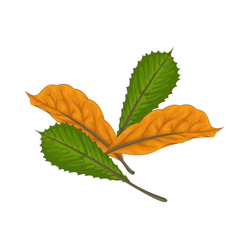 Illustration of leaf vector