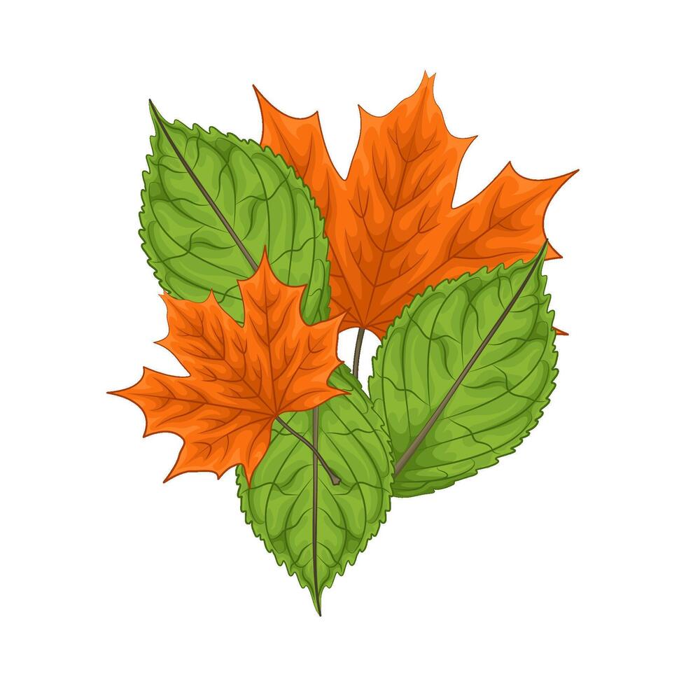 Illustration of leaf vector