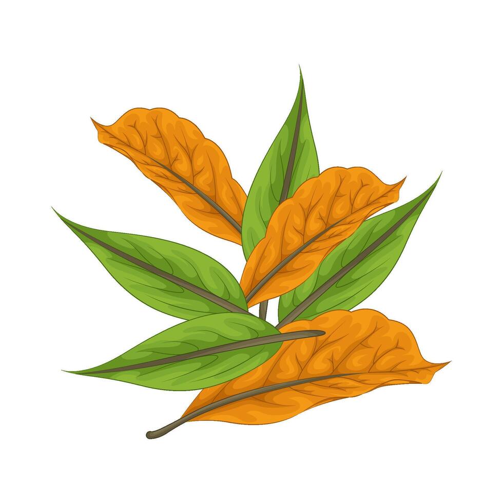 Illustration of leaf vector