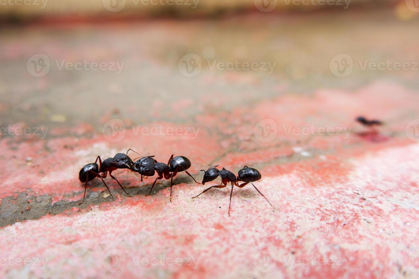macro shot of black ants communicating each other photo