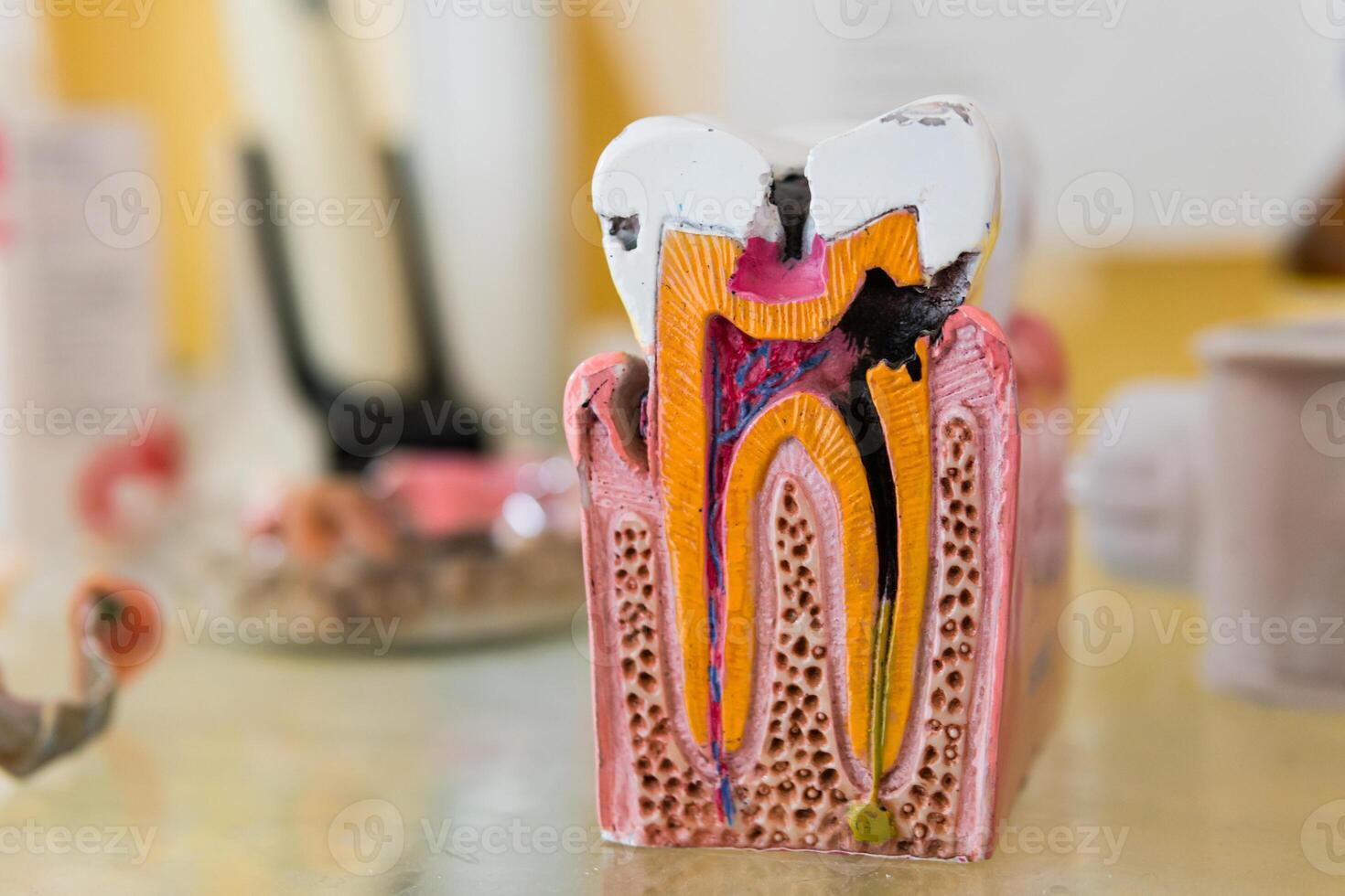 Anatomy model tees with nerve and root canal, closeup photo