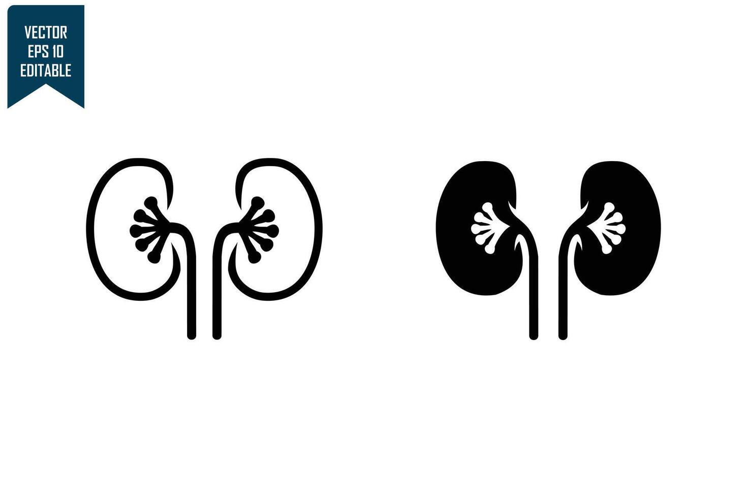 Human kidney set design vector