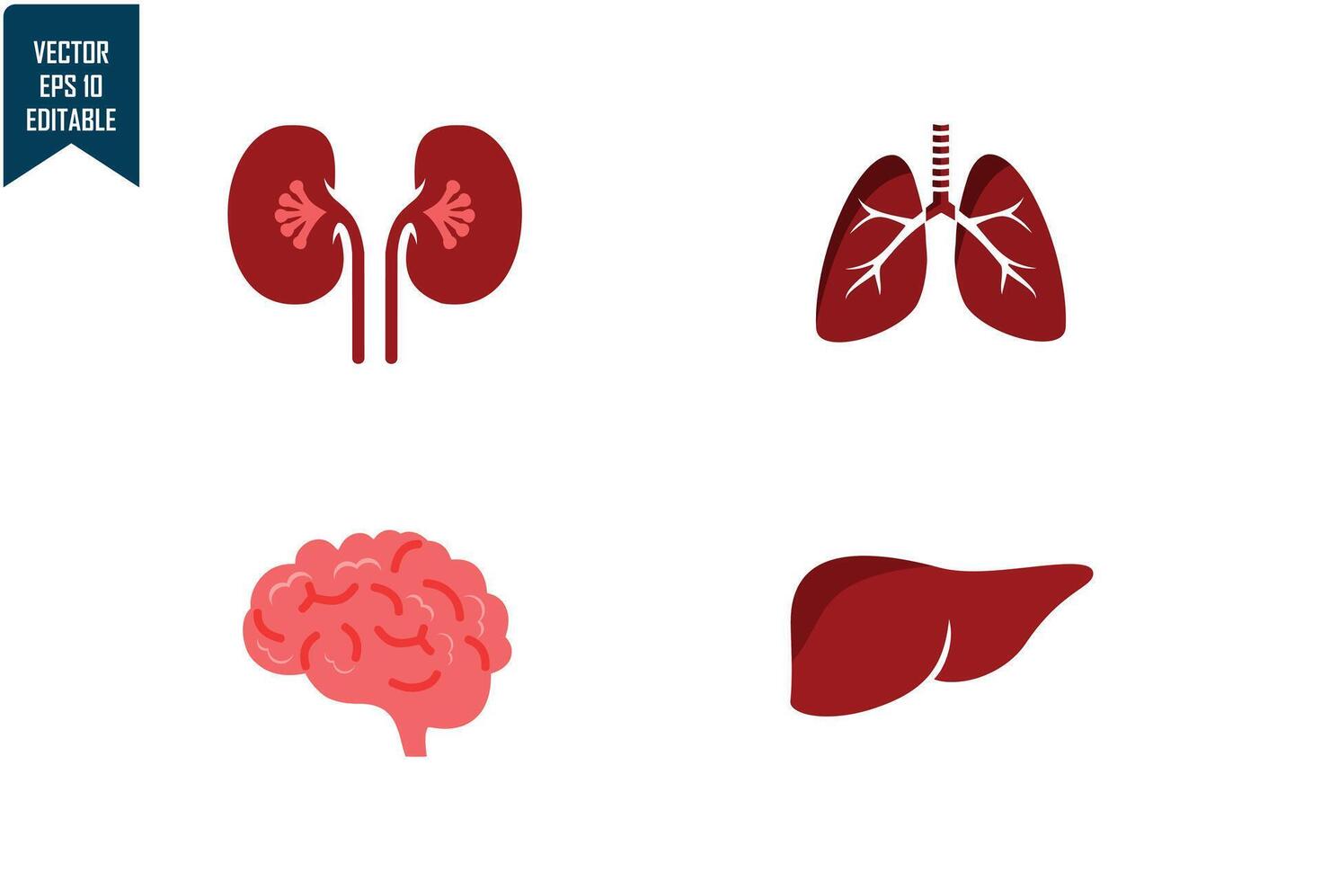 Human organs set design vector