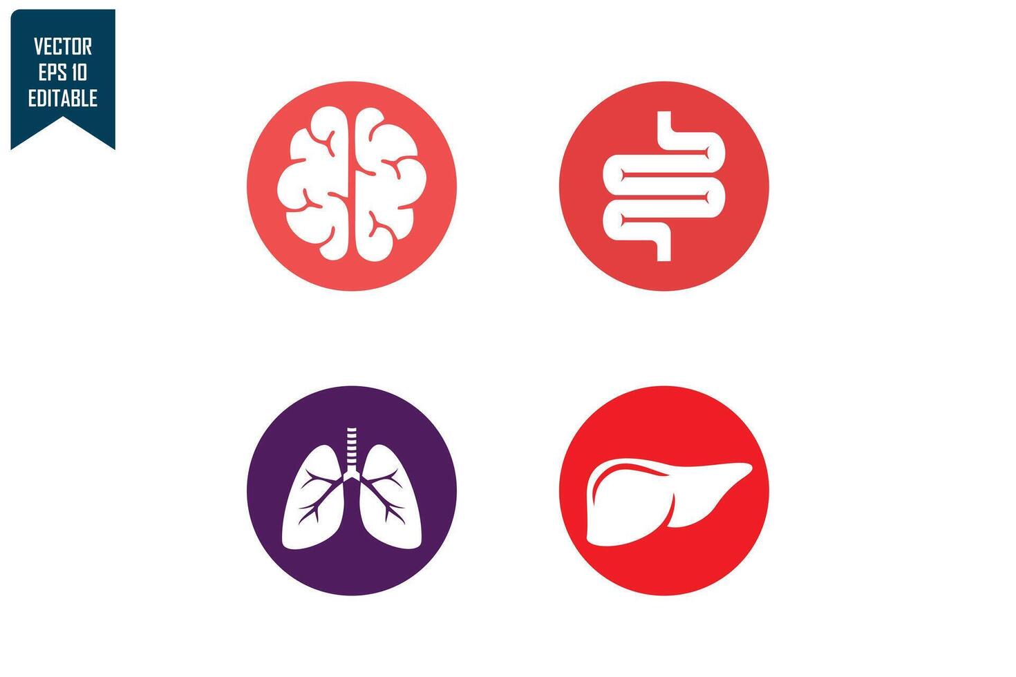 Human organs set design vector