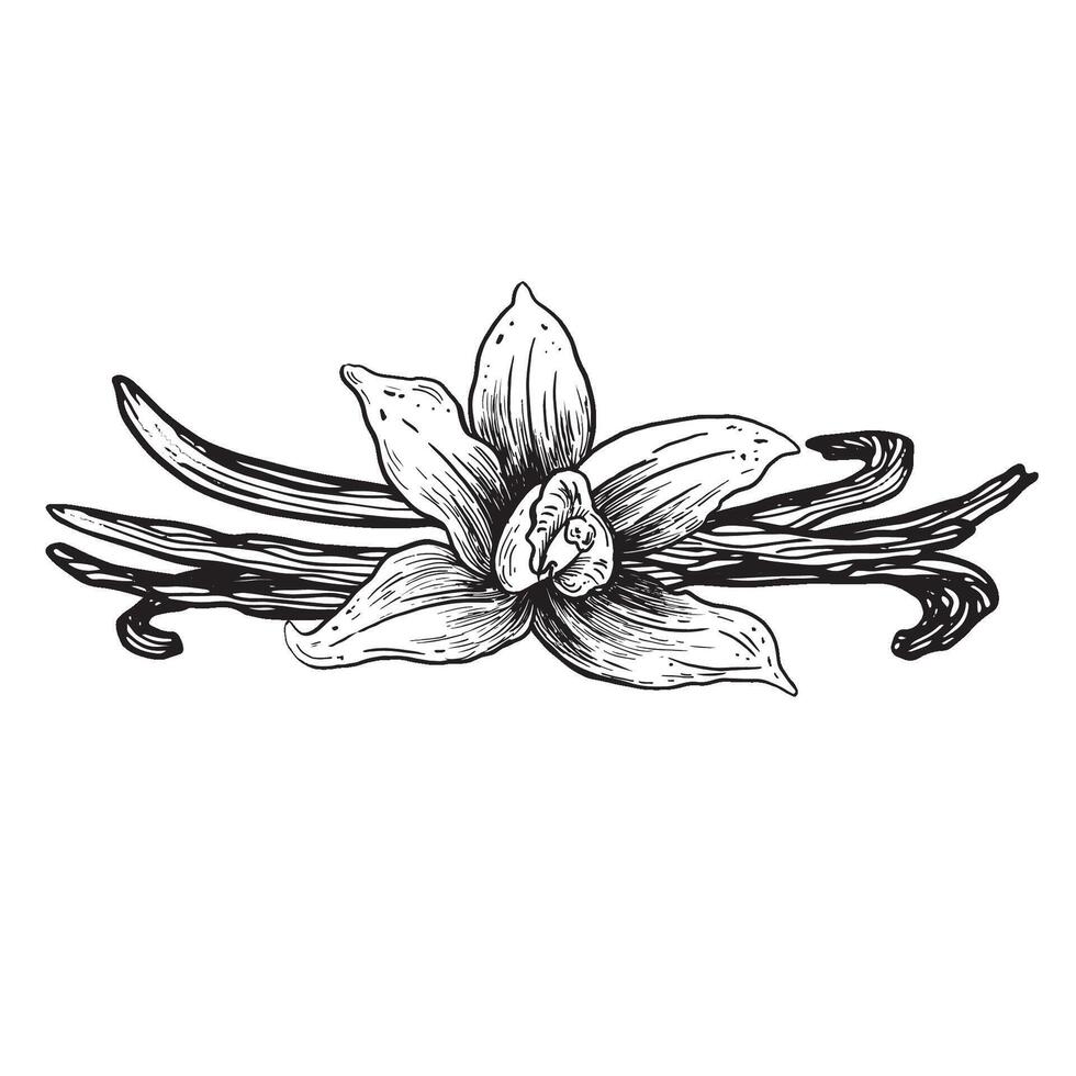 vanilla hand drawn sketch. Vintage style vector