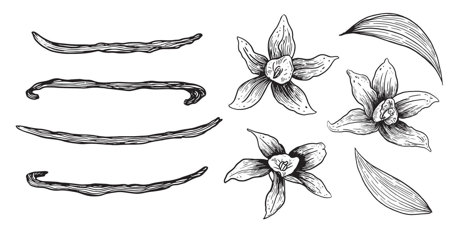 Vanilla Flower with Sticks set. hand drawn illustration pods isolated on white background. Bundle with outline drawing of spice. Sketch in ink line pen art style. vector