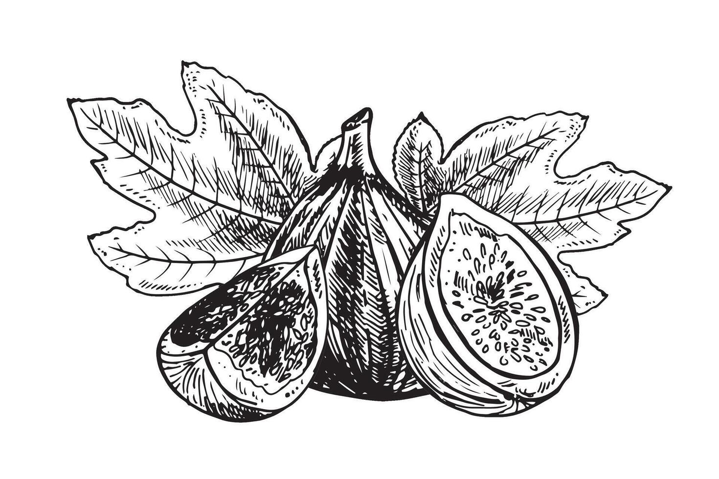 Fig fruit illustration. Engraved style illustration. Vintage sketch fruit. illustration vector