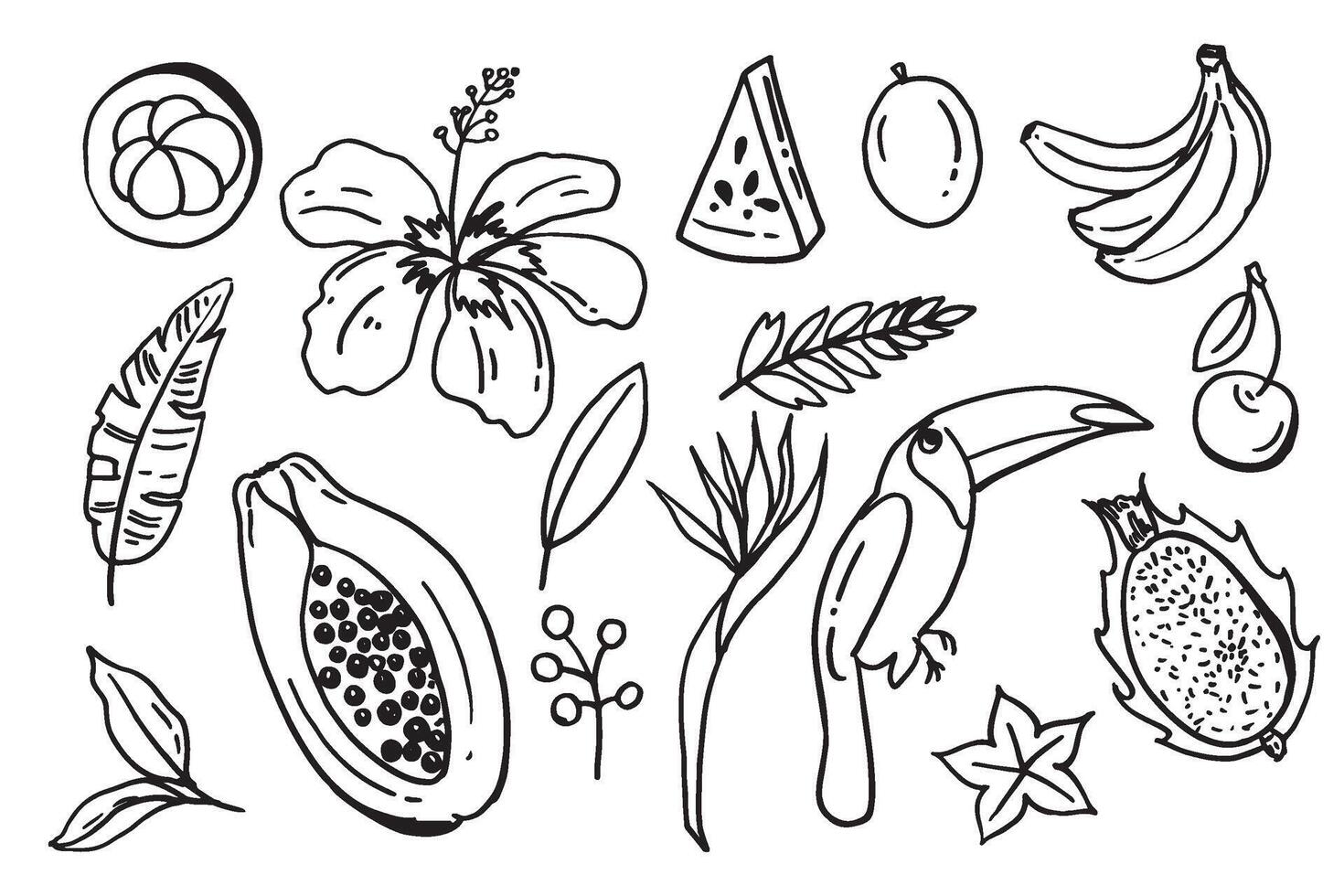 collection set of hand drawn outlined summertime fruit item objects doodles, bananas, toco toucan papaya watermelon tropic dragon fruitleaf palms mangosteen in black color vector