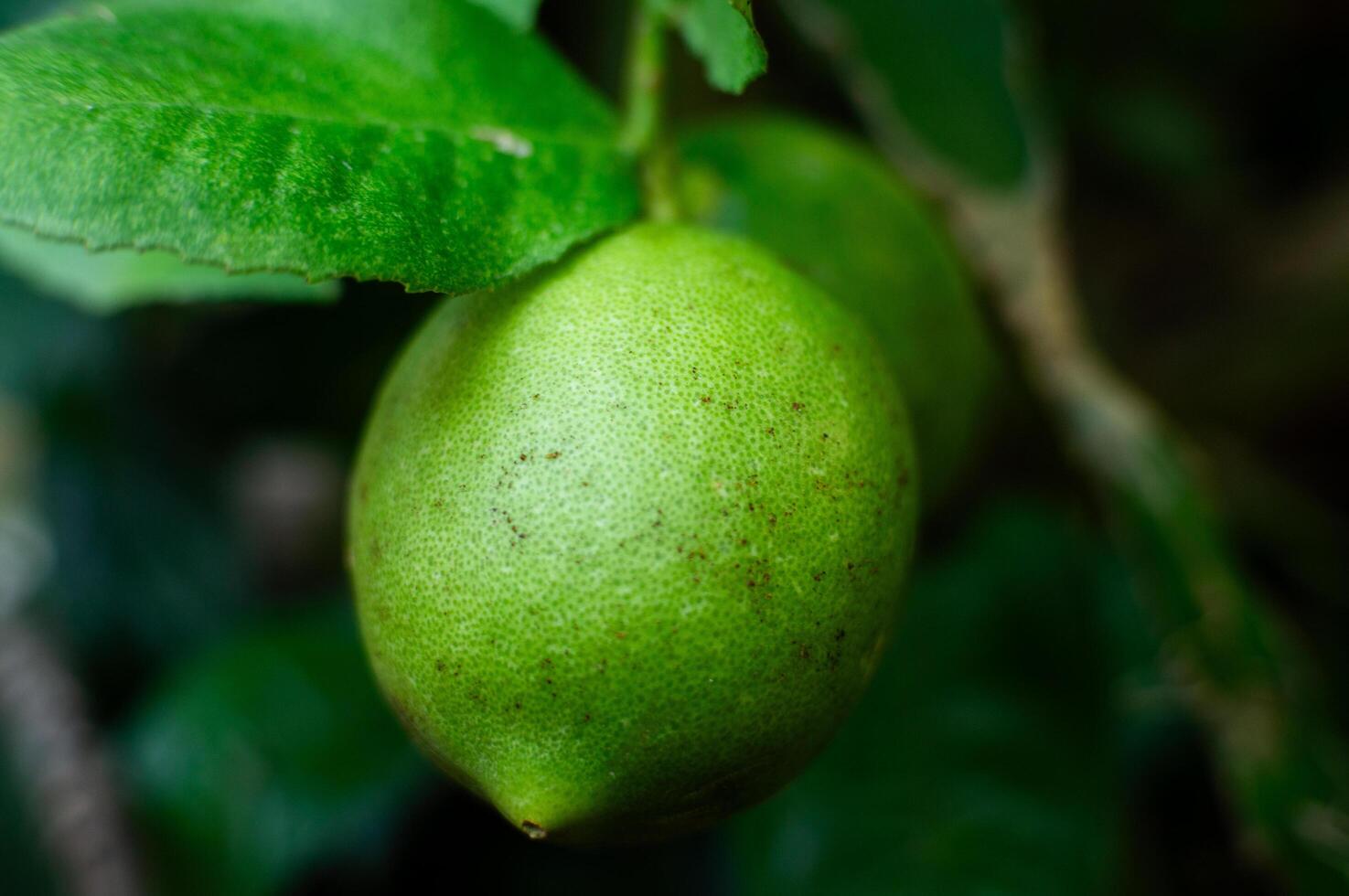 fresh lime fruit still on the tree photo