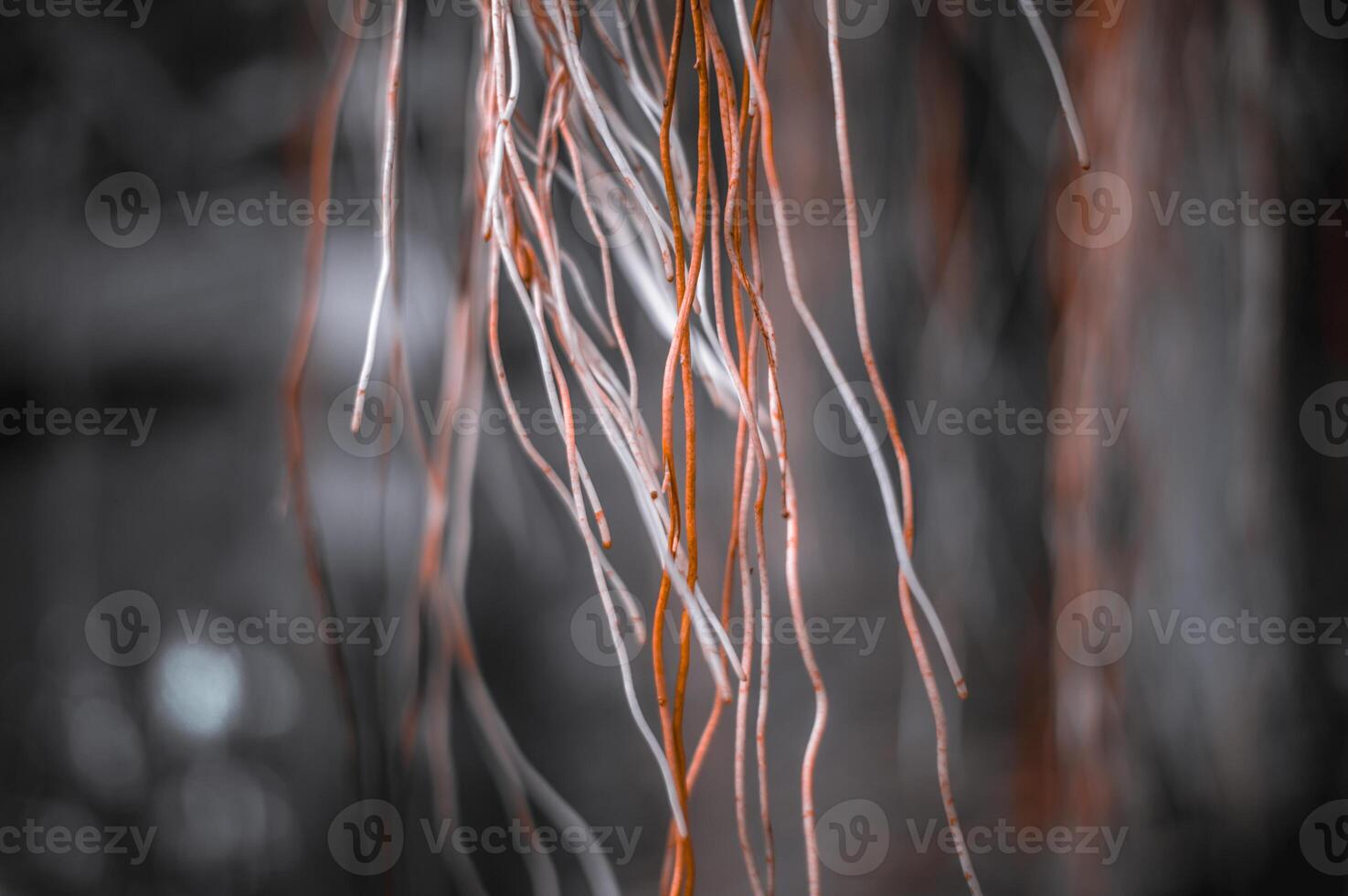The roots spread from the top of the tree which looked scary and horrifying photo