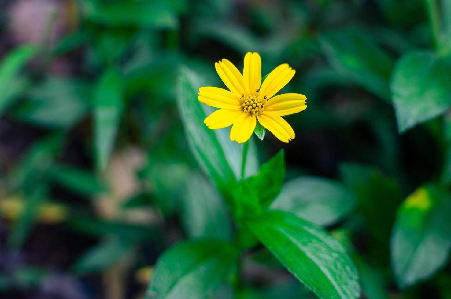 wedelia flower, a yellow wild flower that blooms photo