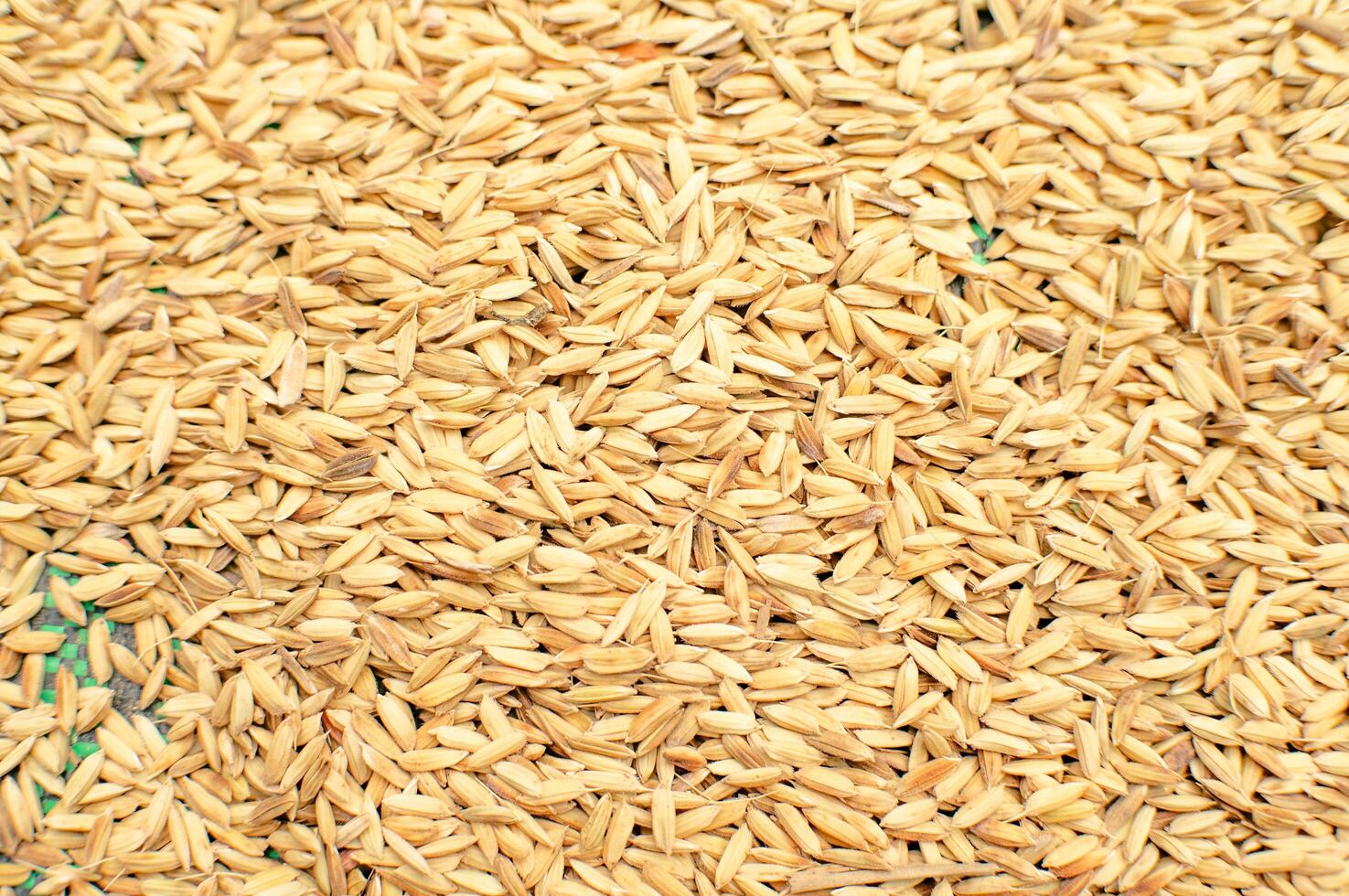 natural rice grains that have not yet been processed into food photo