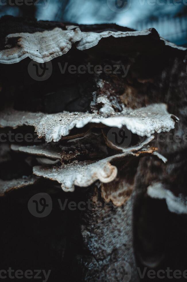 fungus that grows on dead trees photo