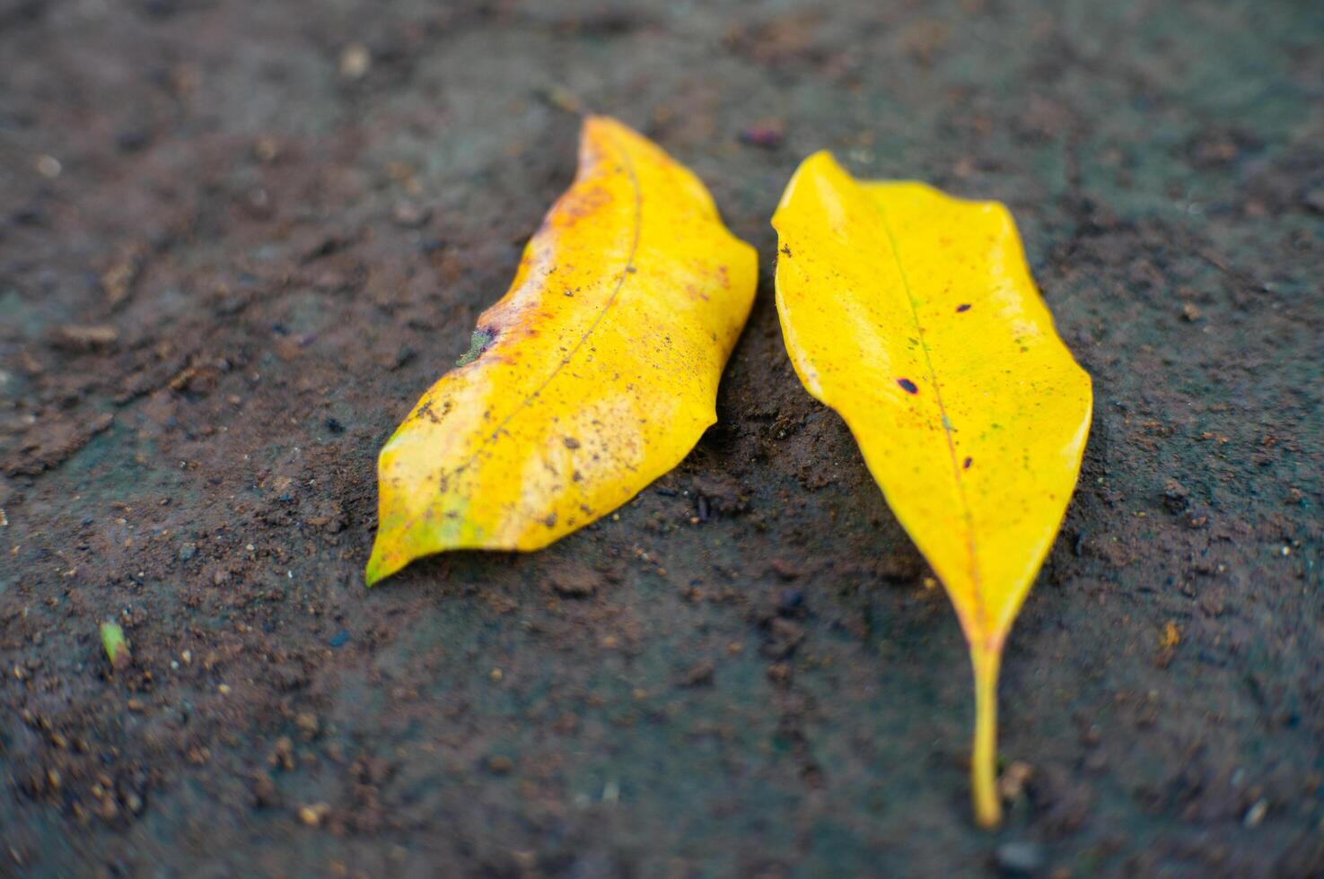 withered dry leaves that are old and about to fall photo