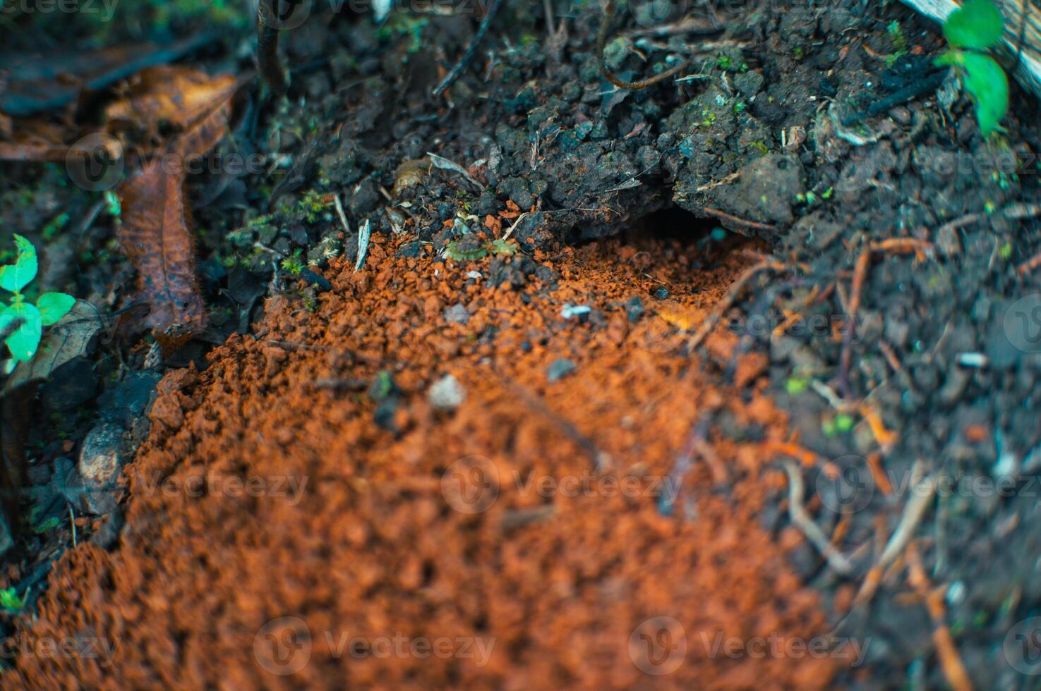 rat nests burrowing in the ground photo